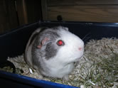 bruce piggie