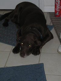 Cocoa Marie
