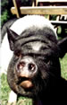 Penny PigMeadows