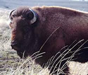 buffalo