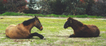 Comanche's Spirit & American Heritage