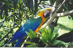  Macaya - Catalina Macaw