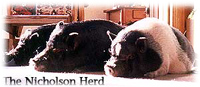 Nicholson Herd