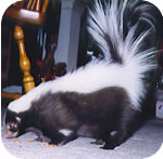 coco