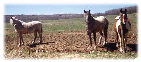 Horse Alert