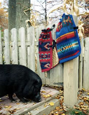 pig capes