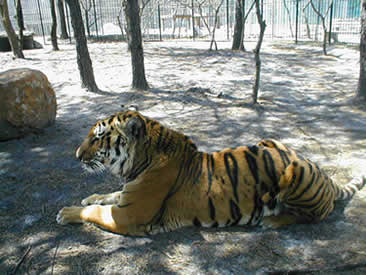 Bengali - popcornparkzoo.com