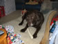 Cocoa Marie: Image