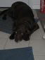 Cocoa Marie: Image