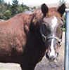 comanche