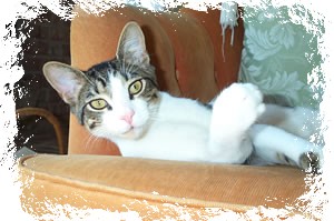 bela
