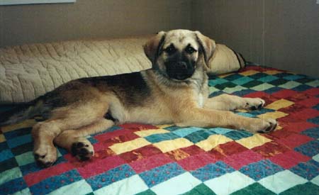 shep
