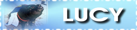In Loving Memory of Lucy