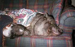 sofa pigs