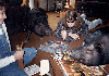 Pig Game