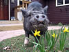 HarryJonquil