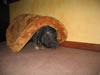 HarryUnderBed09