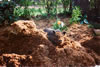 MulchPileHarry1991