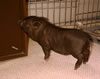 PigletHarry