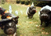 Spookypigs