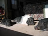 The Herd09