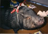 C1995xmas