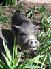 Clover5 2007