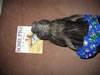 CloverBookW