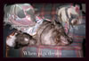 PIgDreams