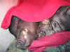 PenClovSnuggle