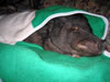 SofaPig