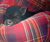BeanbagC