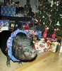 CloverXmas2000