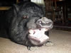 Z Bigyawn