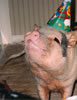 11partypigCP