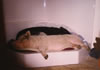 20showerbed
