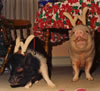 22reindeerPigs98