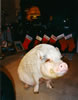 23XmasChrissy