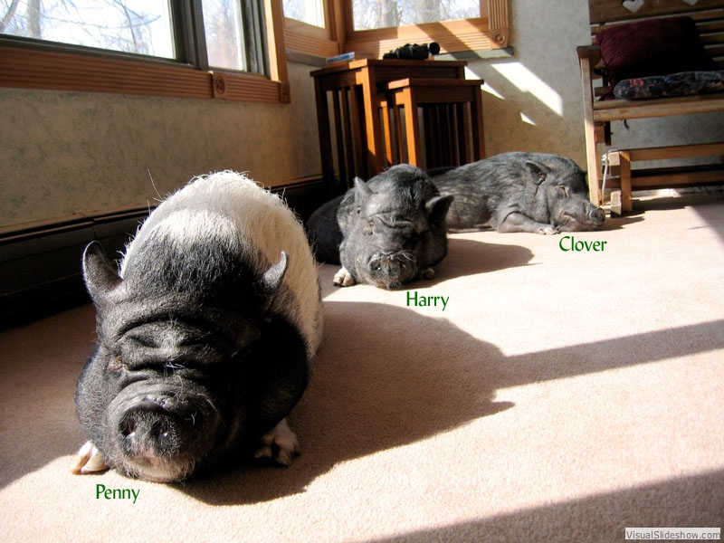3pigsSun