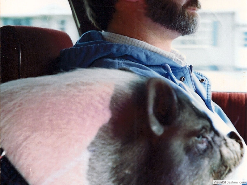 backseatDriver