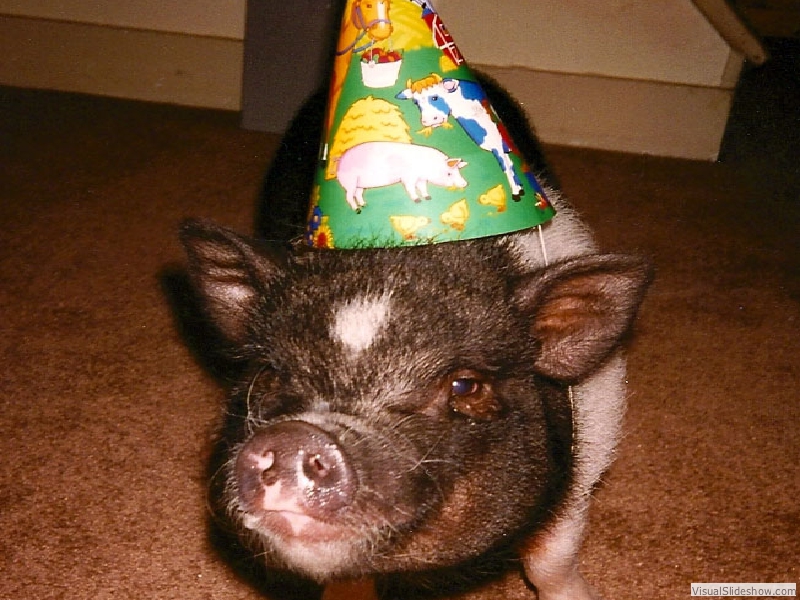 bparty2
