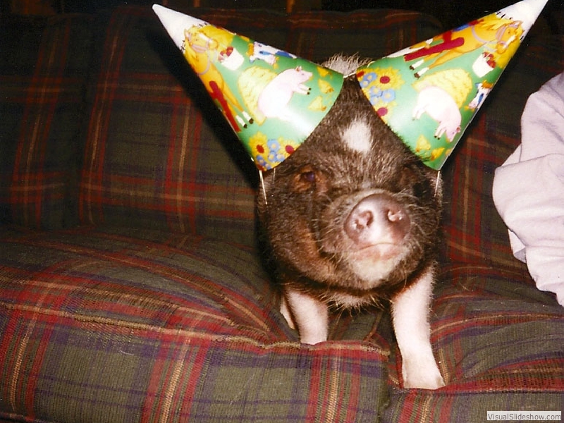 bparty4