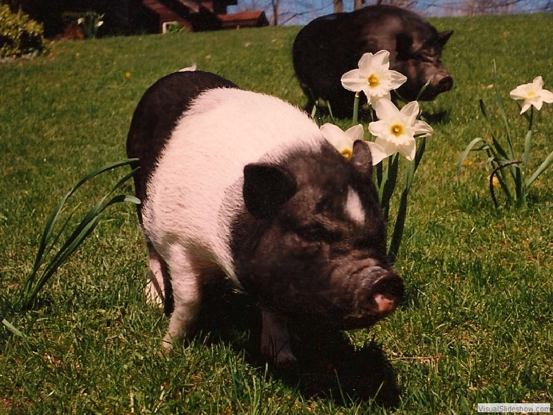 DaffodilsP_H