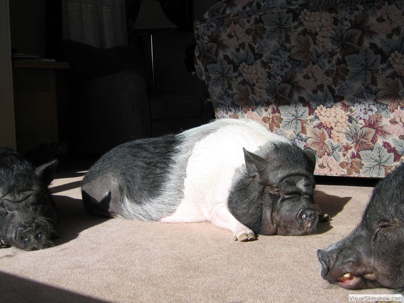 NappingHerd09