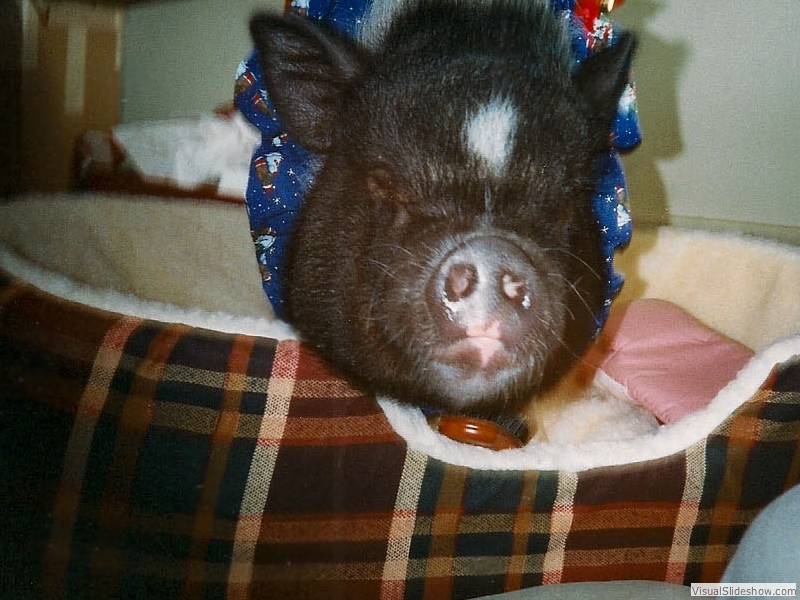 P_bed_xmas