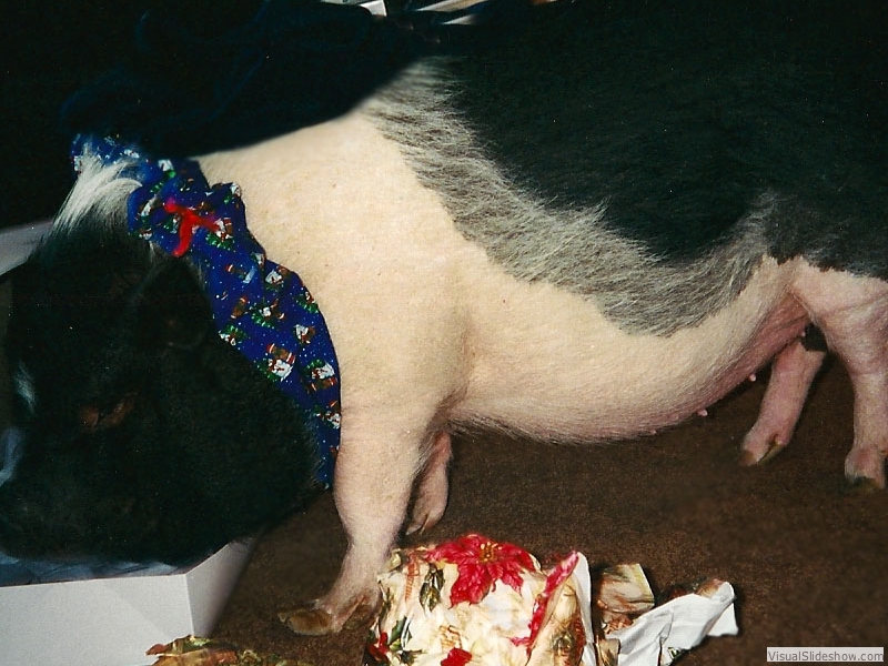 p_open_xmas