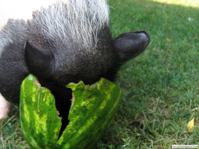 pennymellon