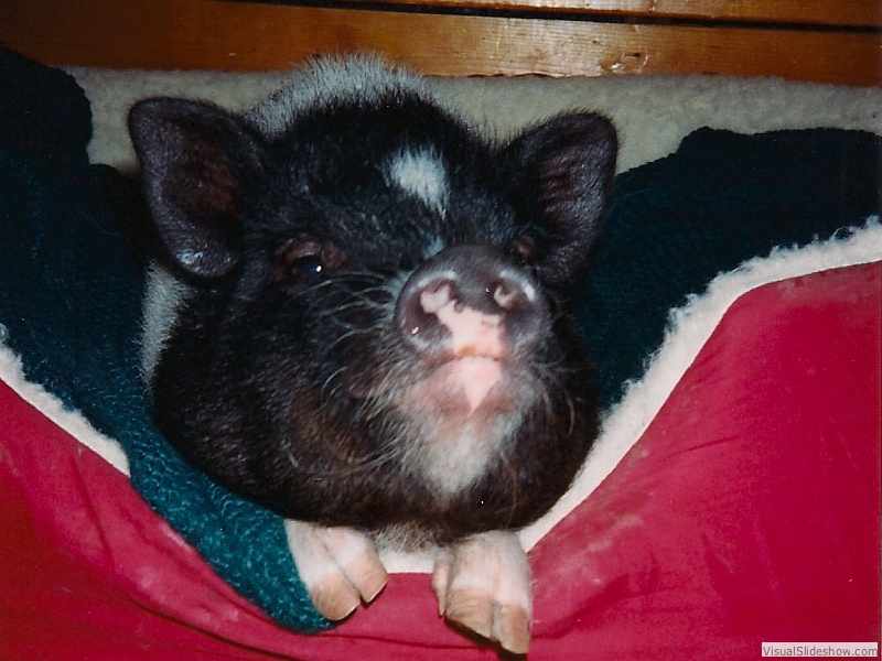 PigletPenny
