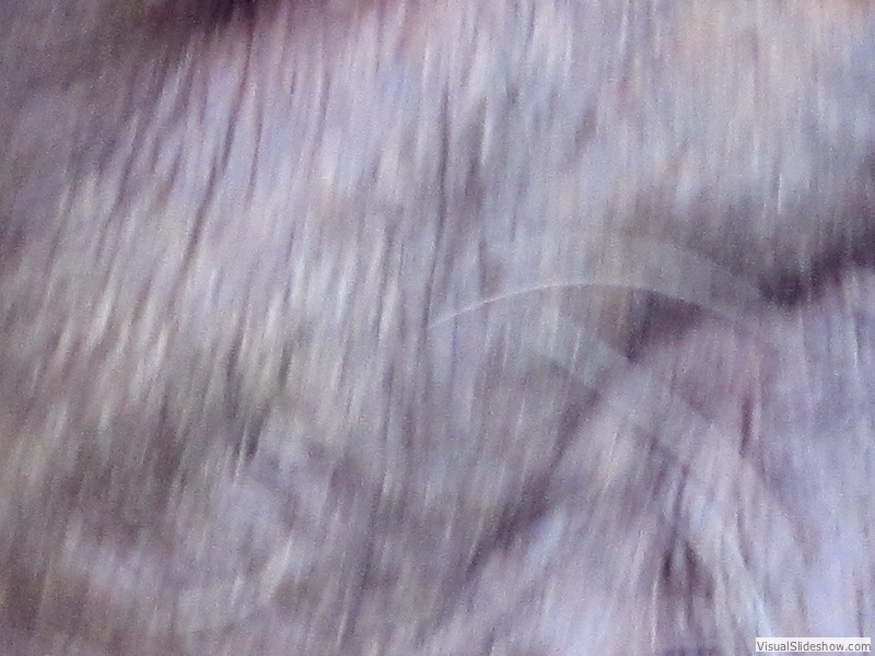 PPM_leaves
