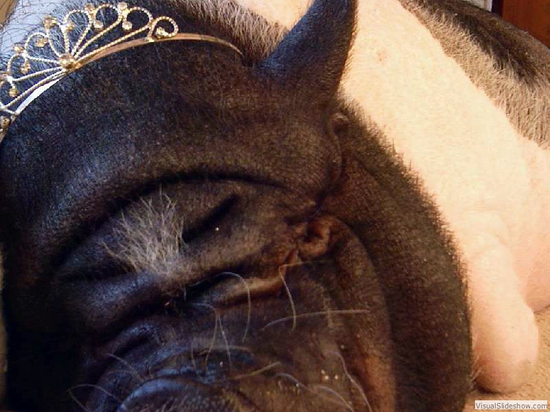 PrincessPPM
